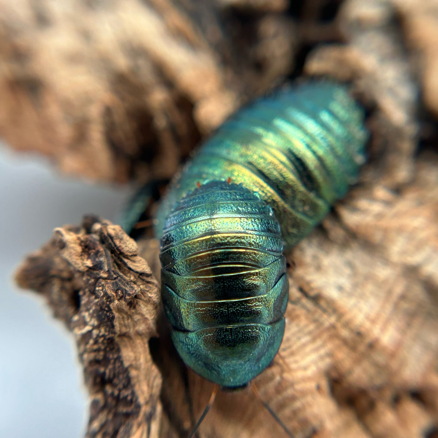 Emerald Roach