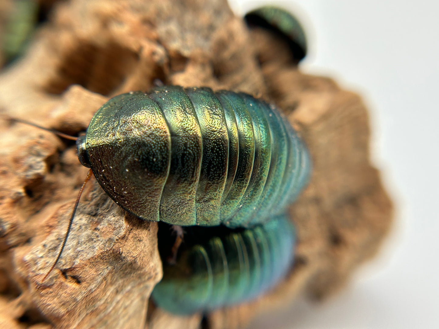 Emerald Roach