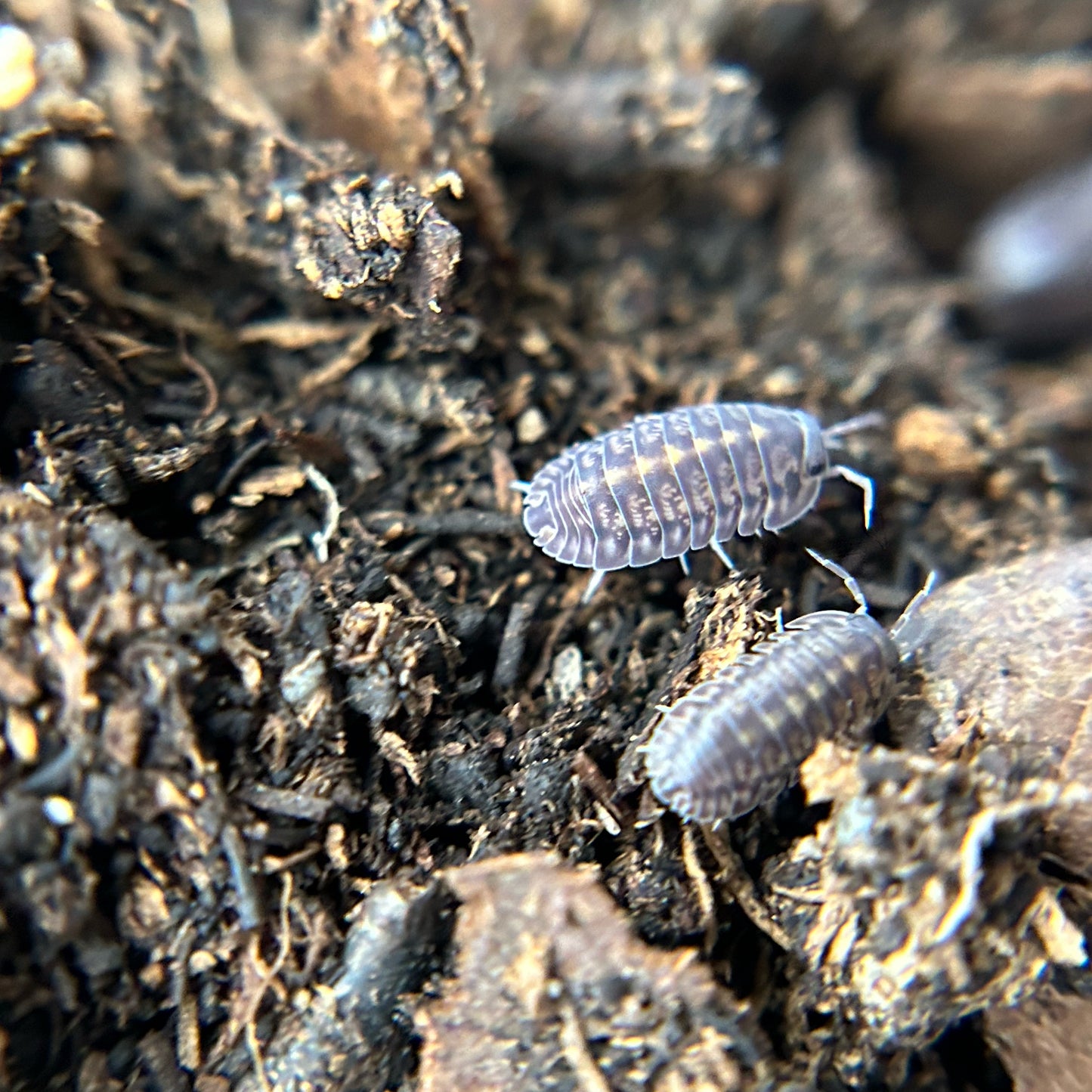 Cubaris sp. platin tung song