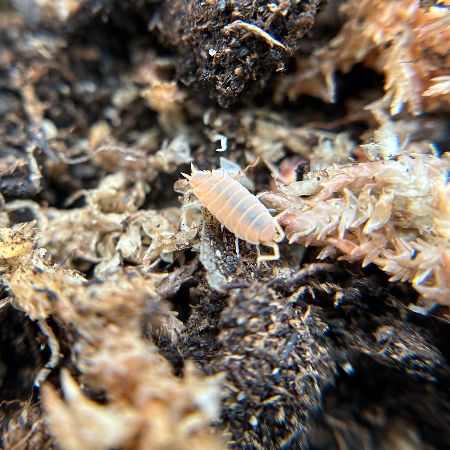 Porcellionides pruinosus (powder orange)
