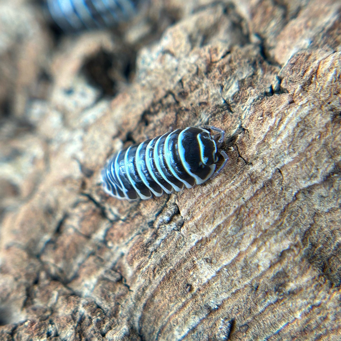 Armadillidium maculatum (zebra)