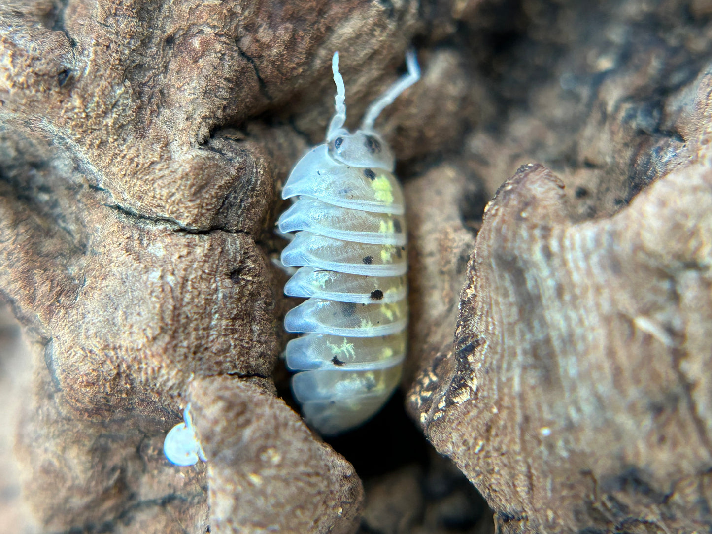 Armadillidium vulgare (Japanese magic potion)