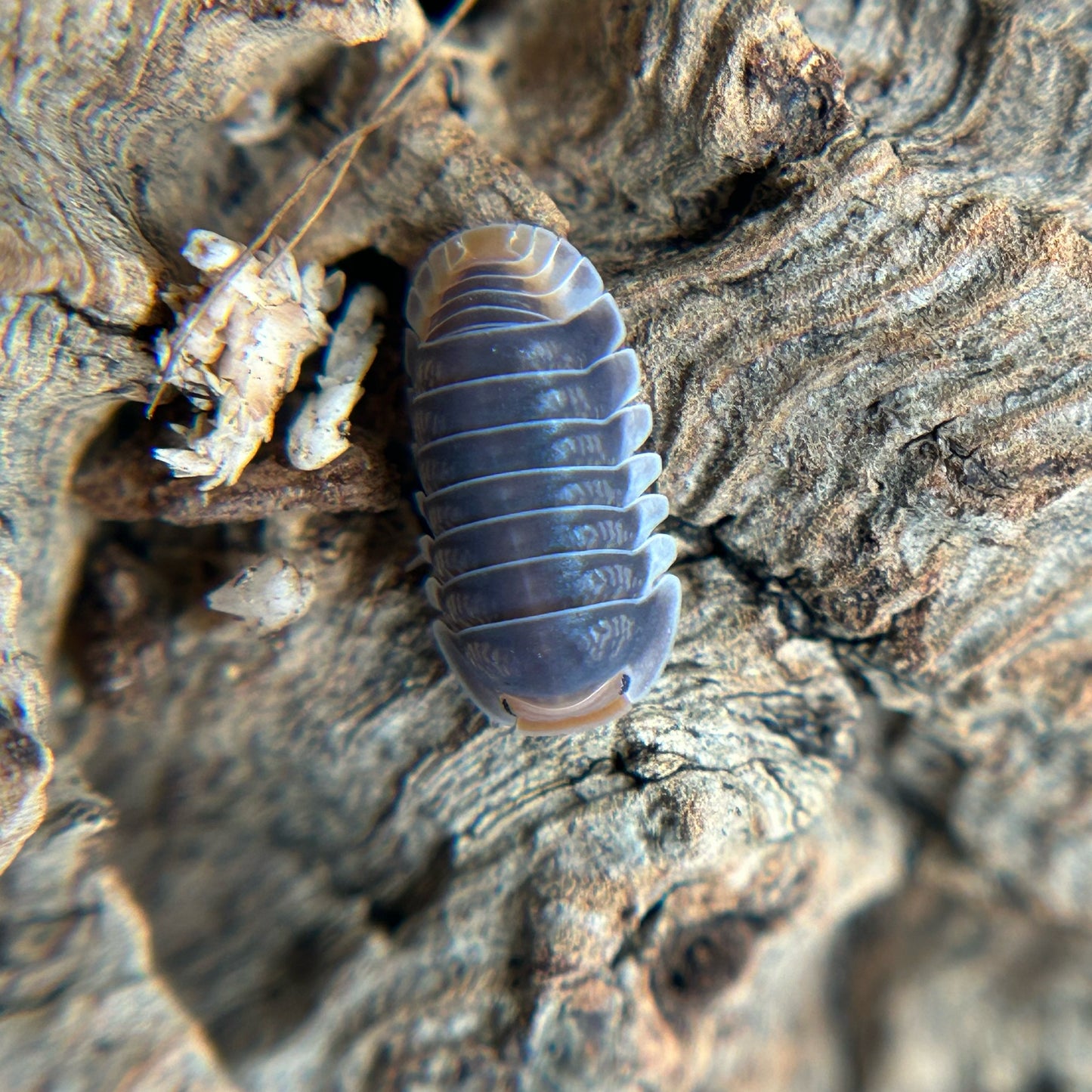 Cubaris sp. Pak Chong