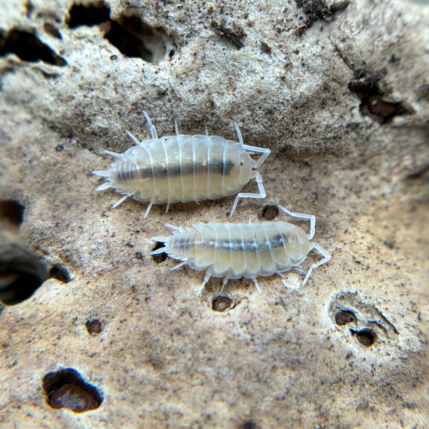 Porcellionides pruinosus (white out)