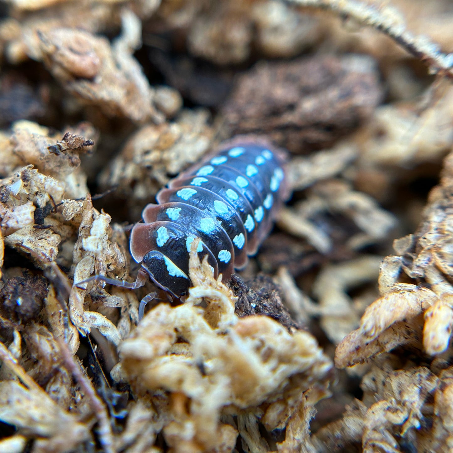 Armadillidium klugii (dubrovnik)