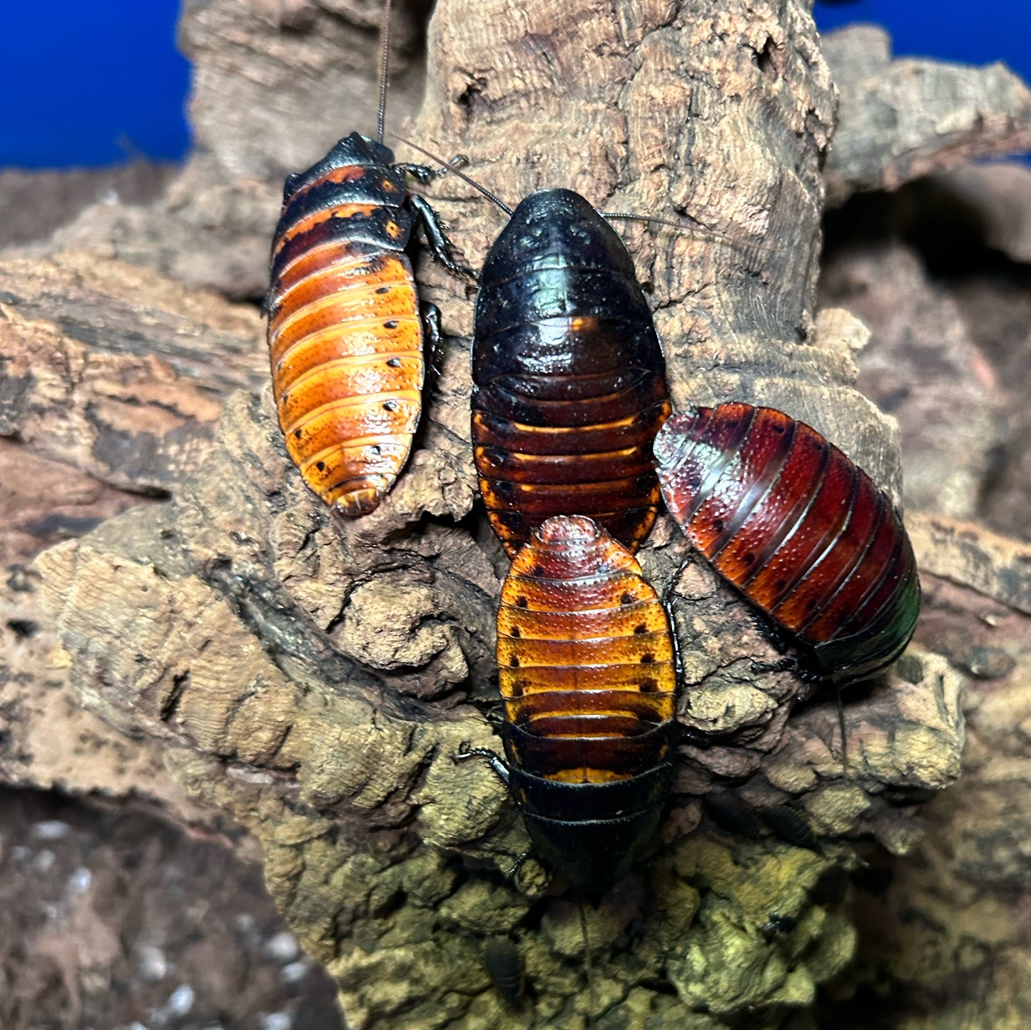 Madagascar Hissing Cockroach