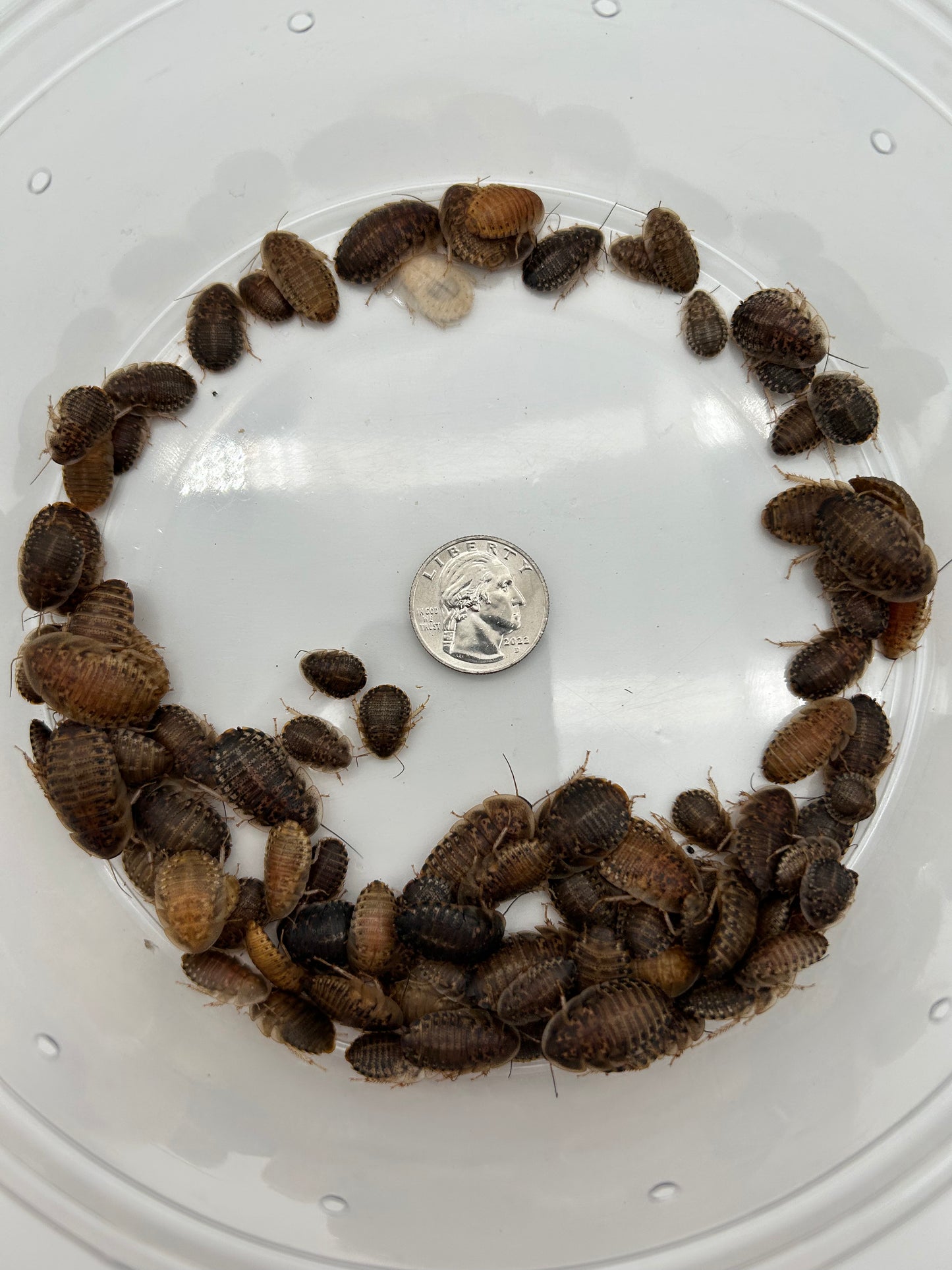Medium Dubia Roaches