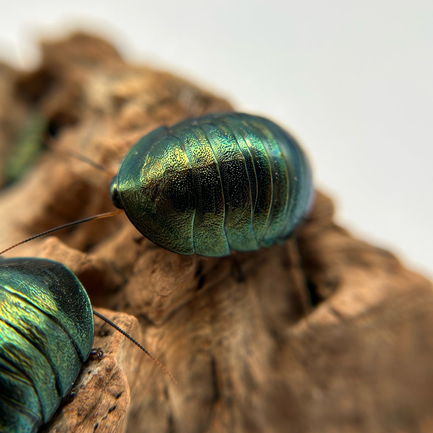 Emerald Roach