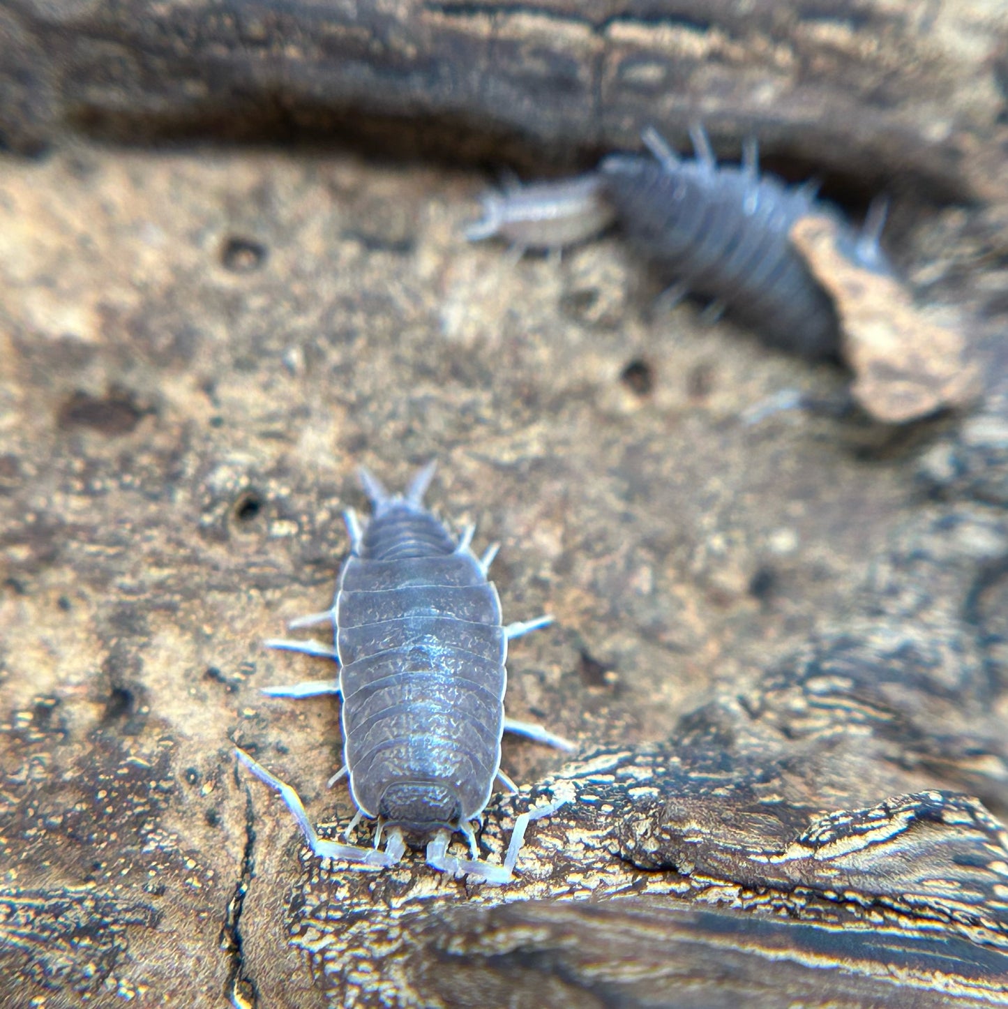 Porcellionides pruinosus