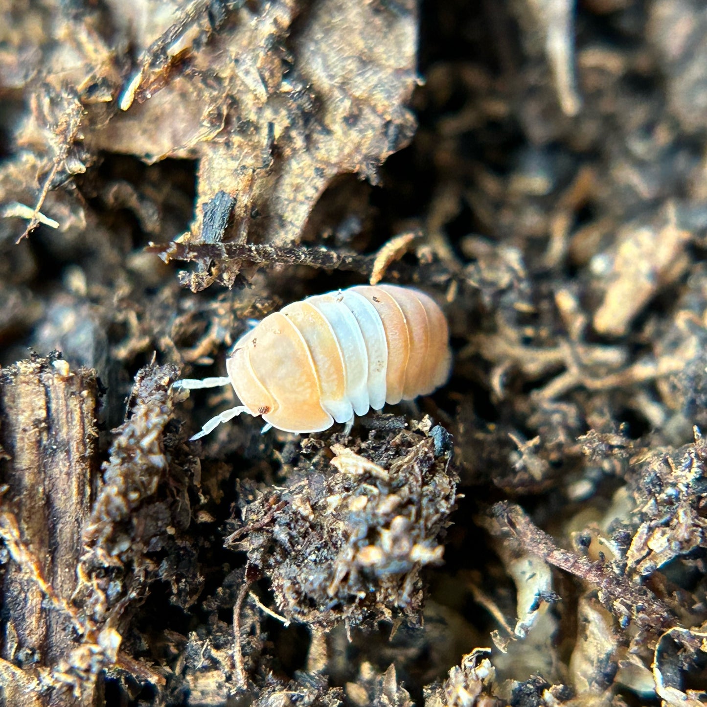 Cubaris sp. red panda king