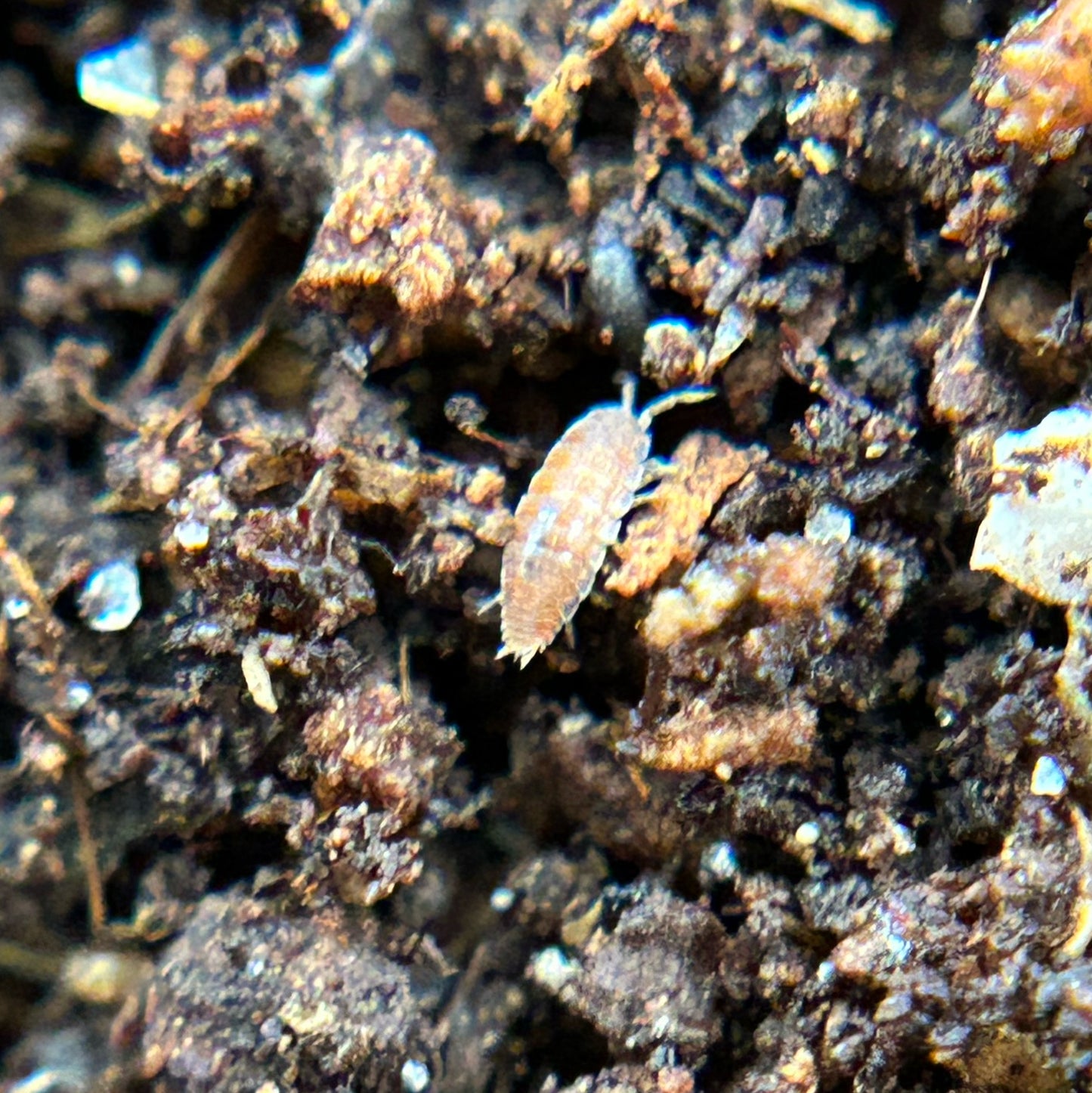 Trichoniscidae sp. dwarf purple