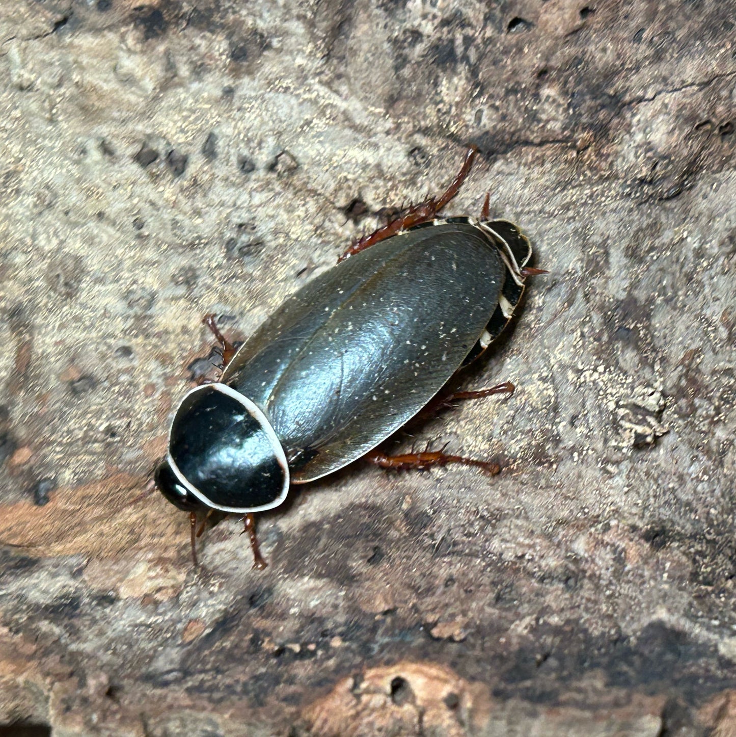 Extinct In the wild Roaches