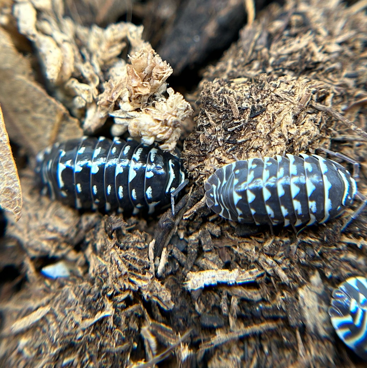 Armadillidium maculatum (spotted)