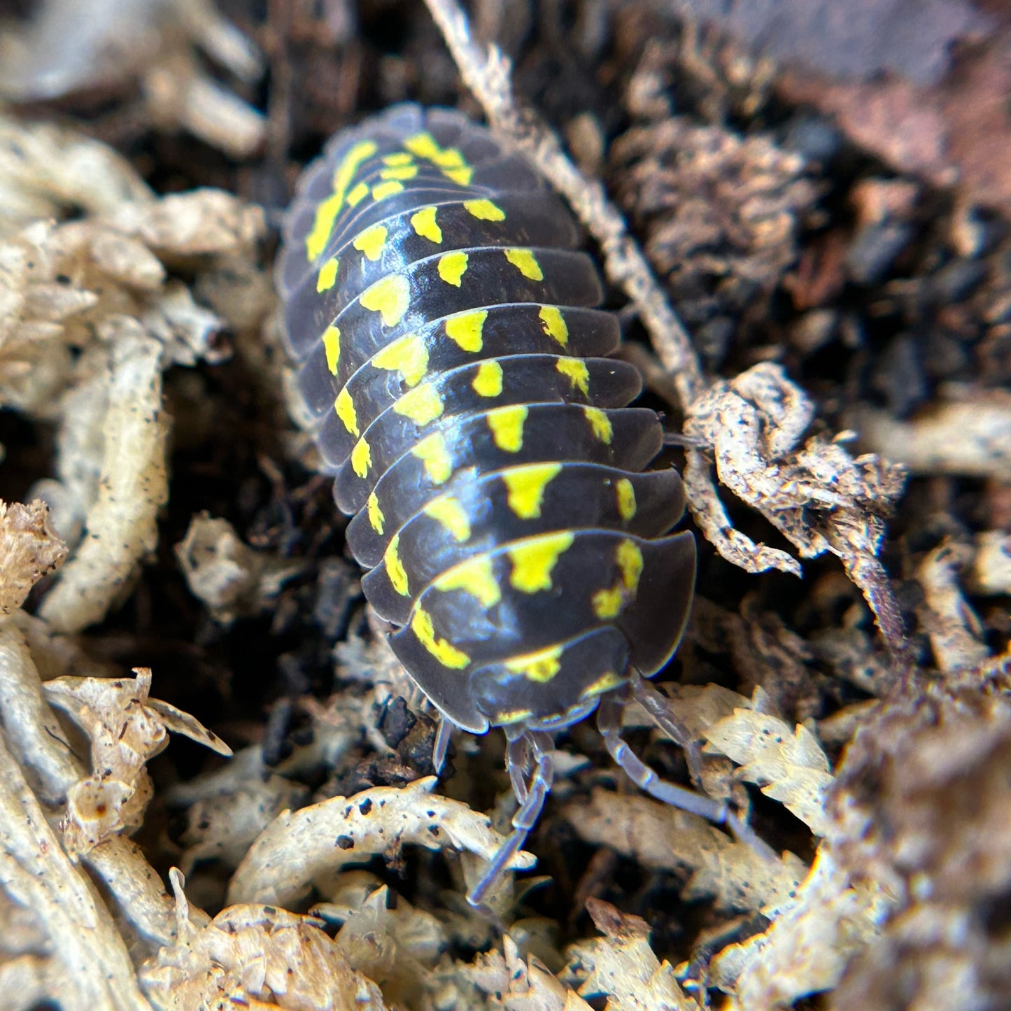 Armadillidium gestroi