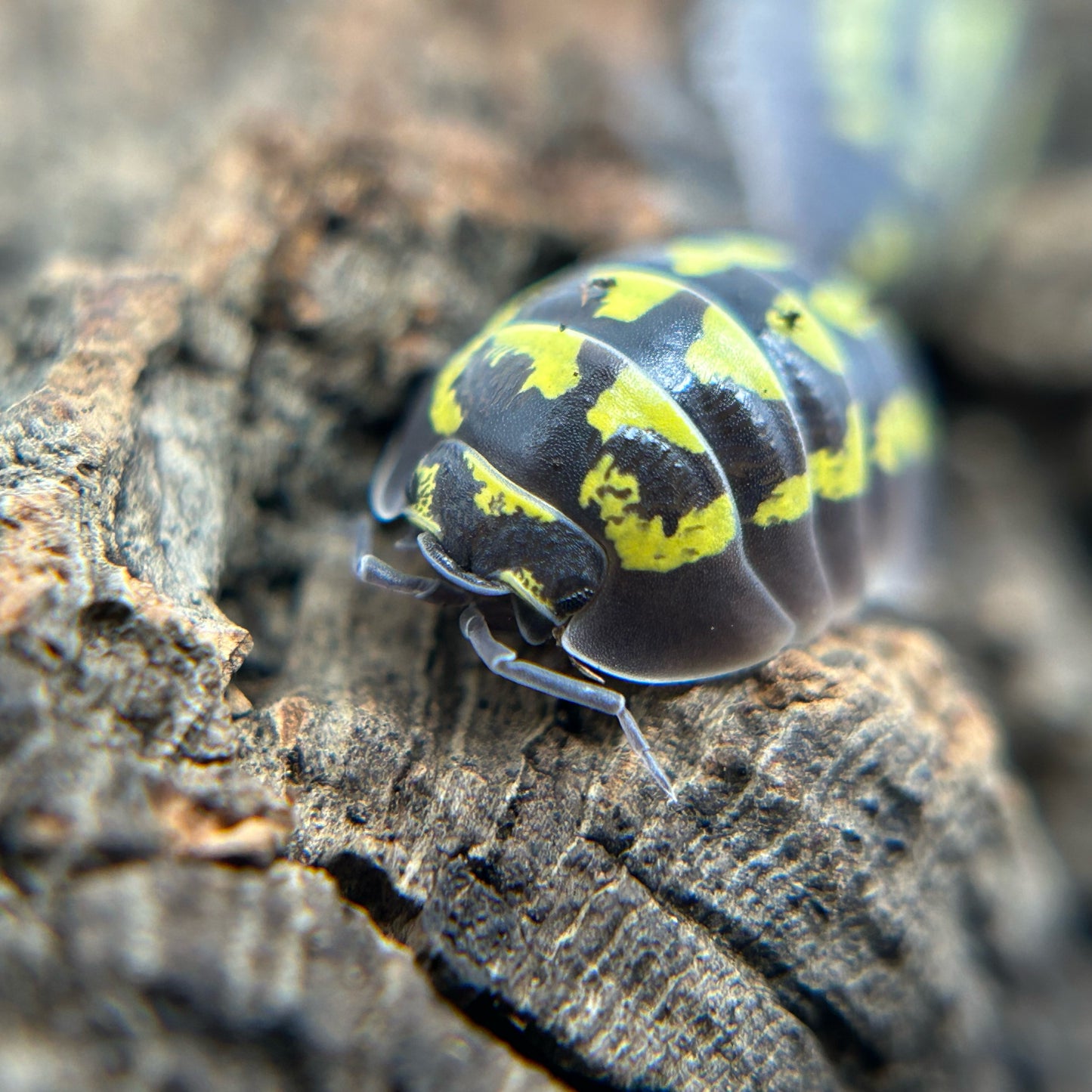 Armadillidium gestroi