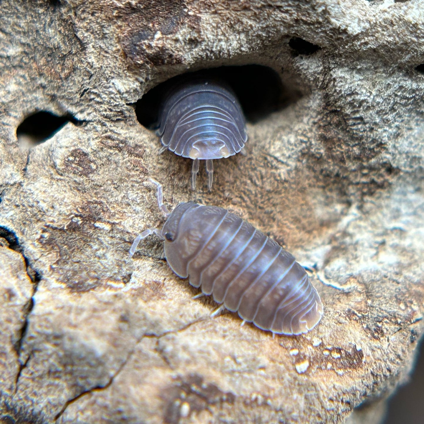Cubaris murina