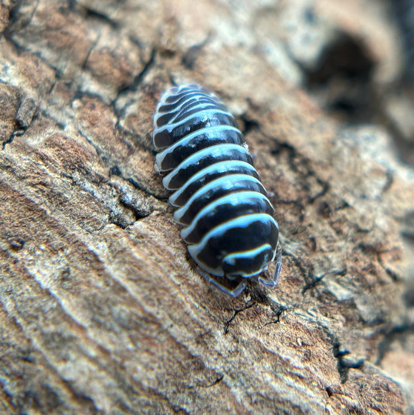 Armadillidium maculatum (zebra)