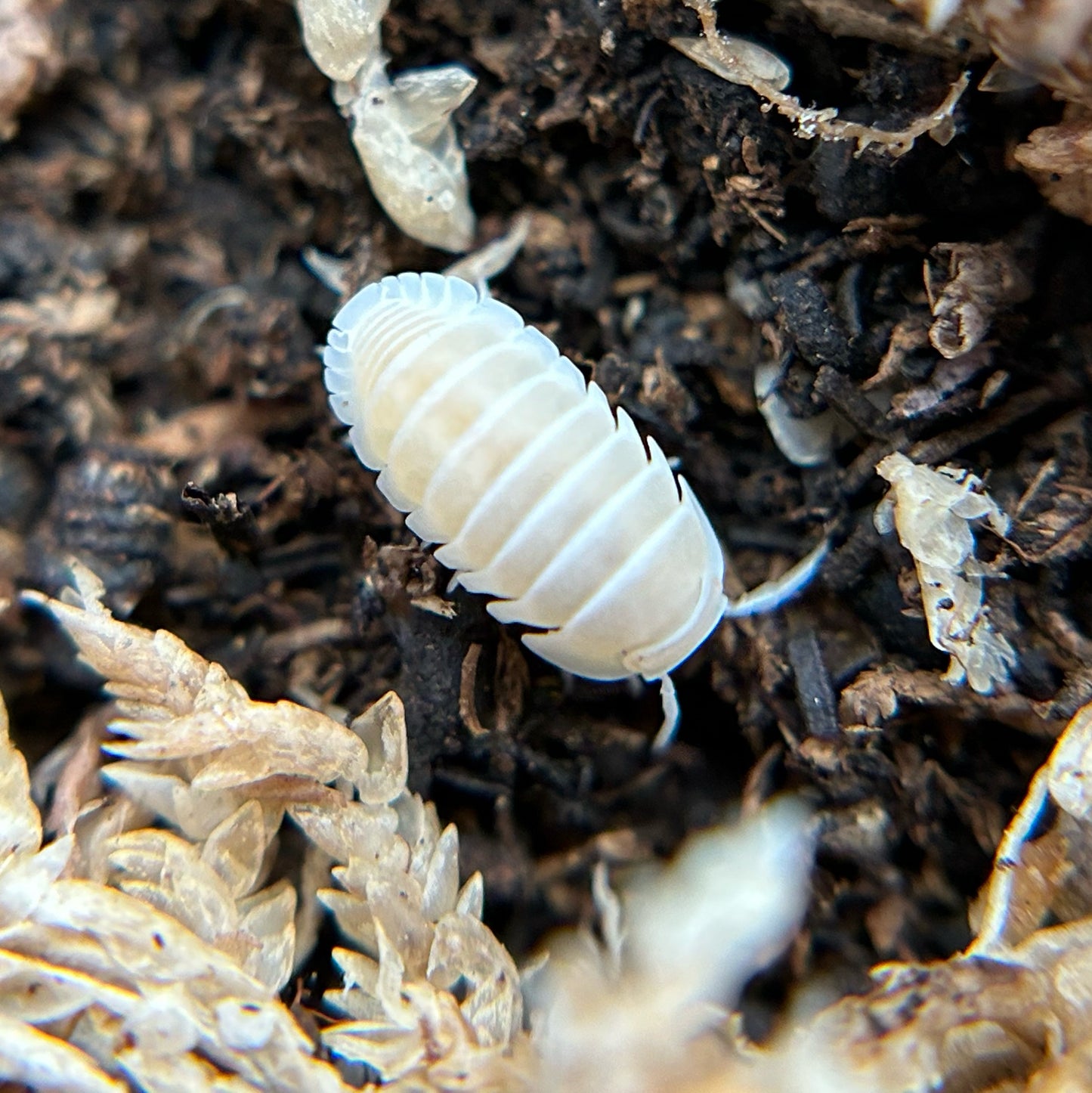 Cubaris murina (glacier)
