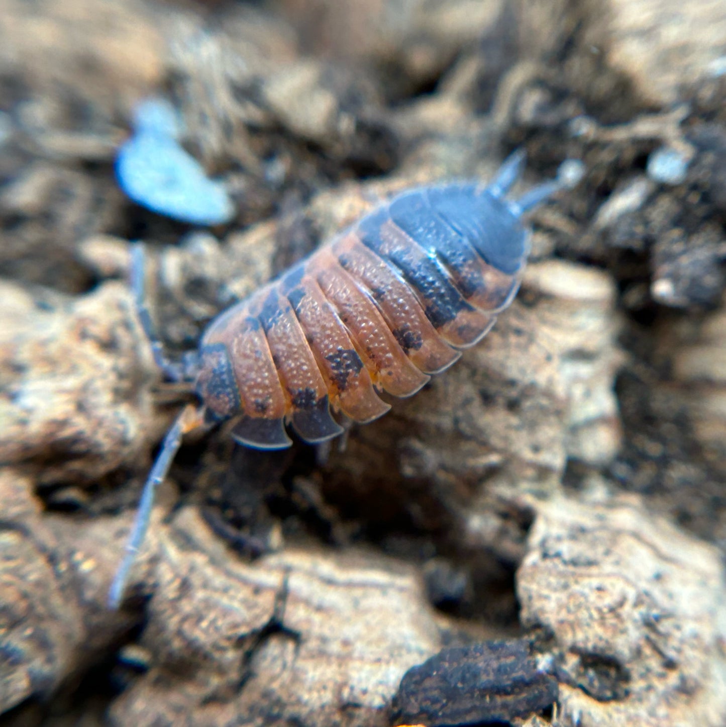 Porcellio scaber (lava)