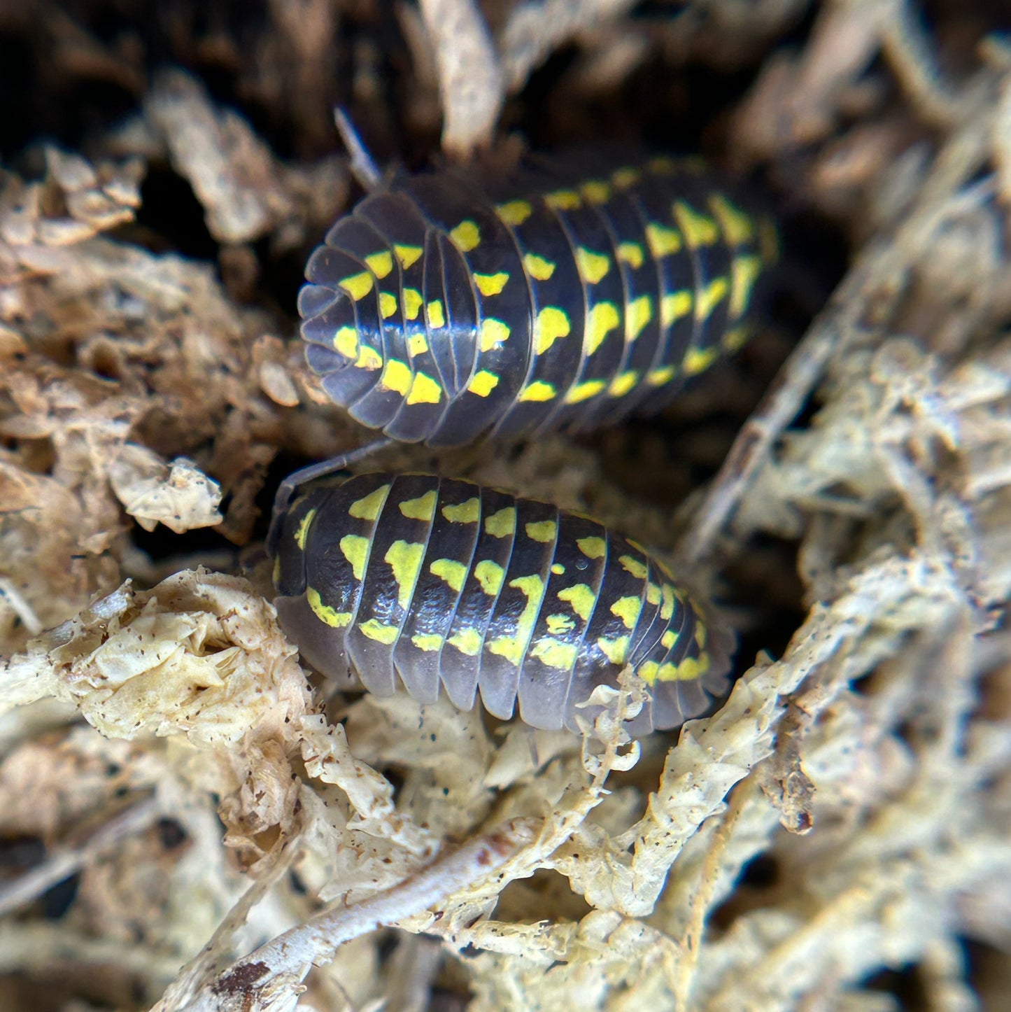 Armadillidium gestroi