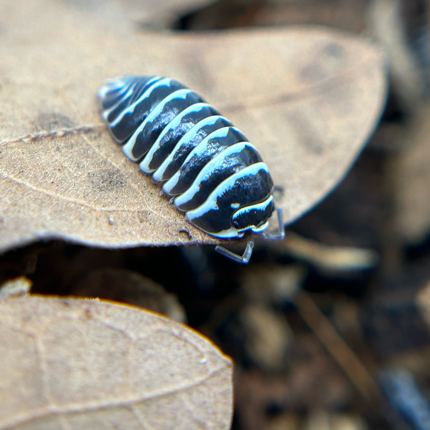 Armadillidium maculatum (zebra)