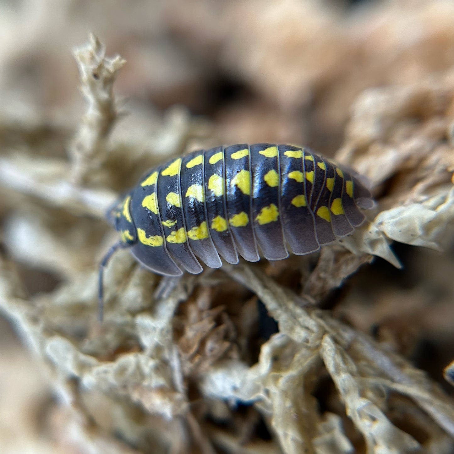 Armadillidium gestroi