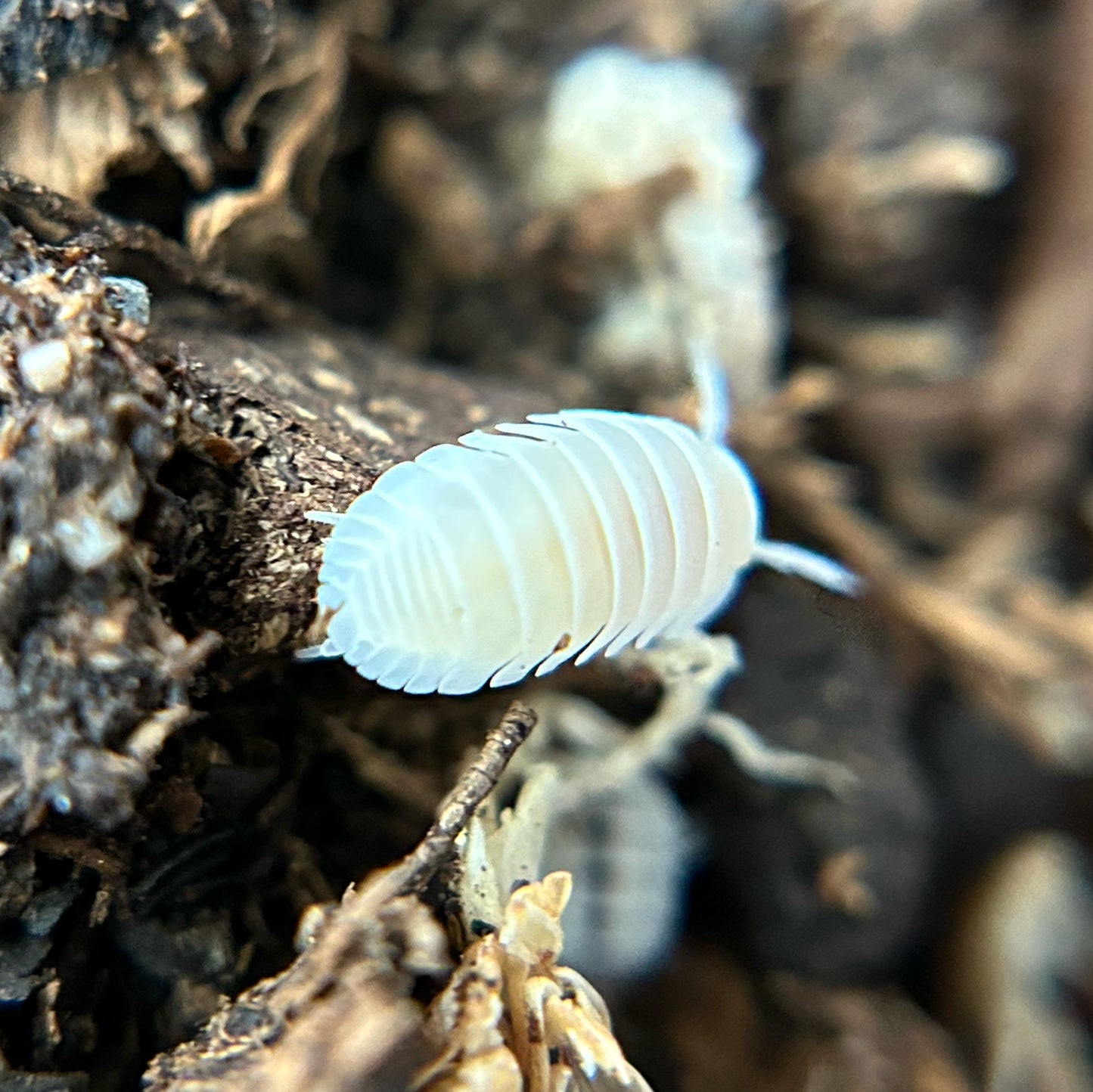 Cubaris murina (glacier)