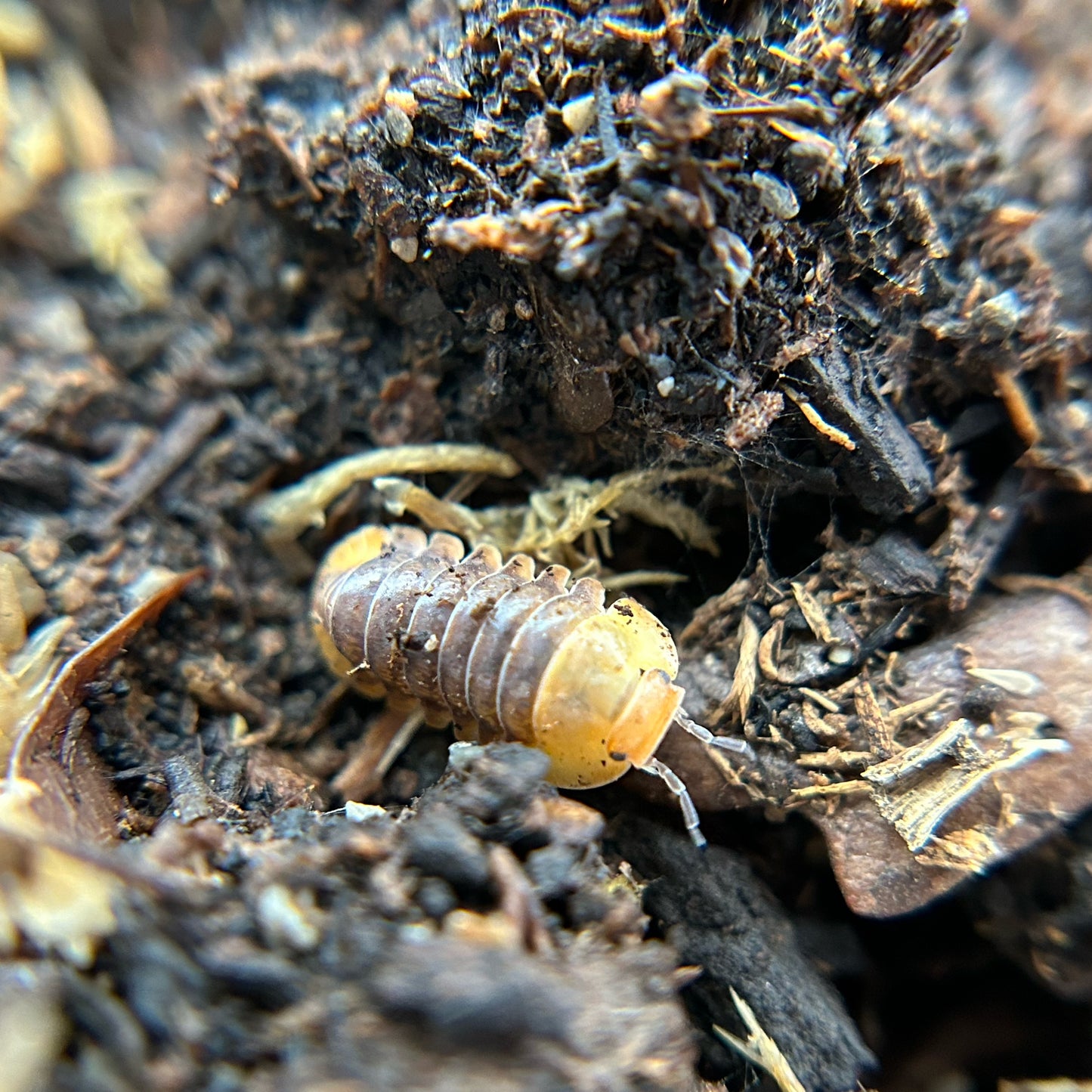 Cubaris sp. Rubber Ducky