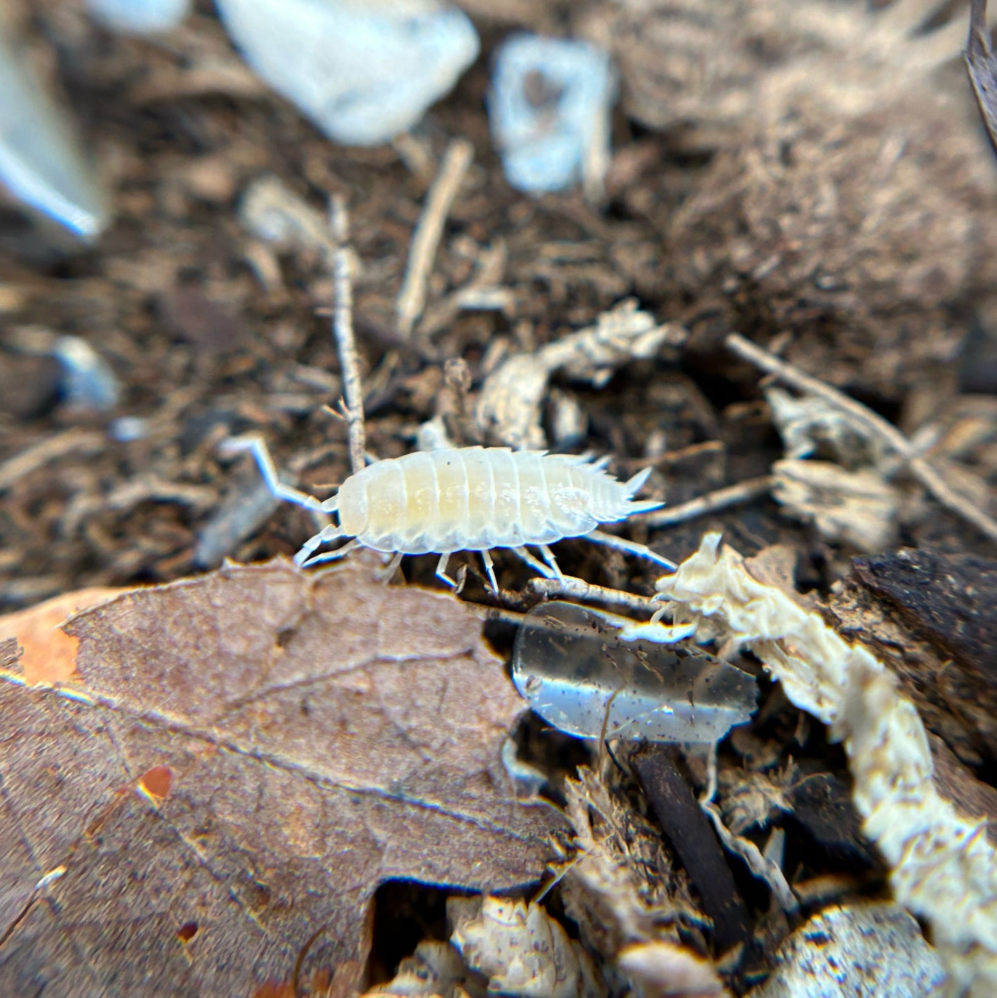 Porcellionides pruinosus (white out)