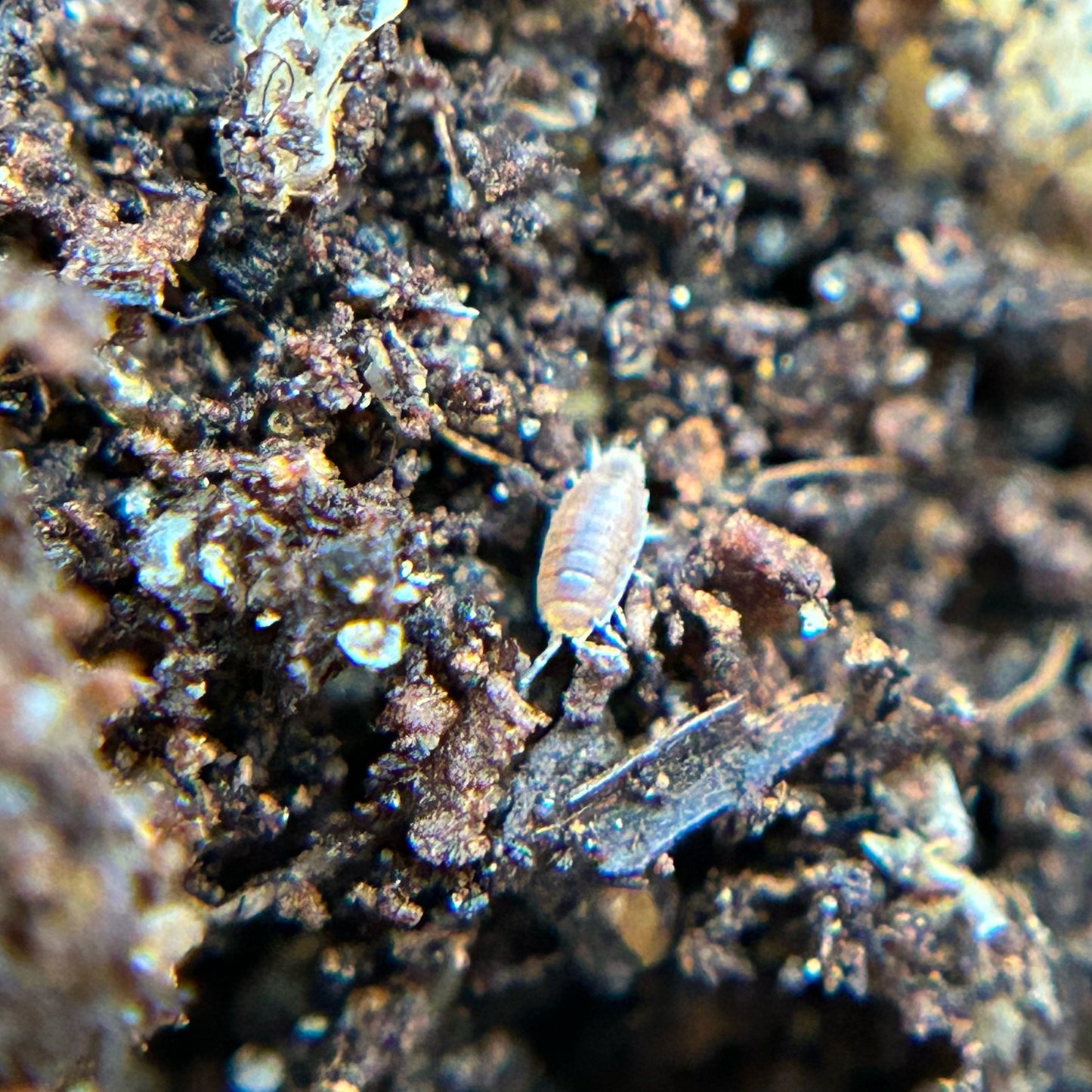 Trichoniscidae sp. dwarf purple