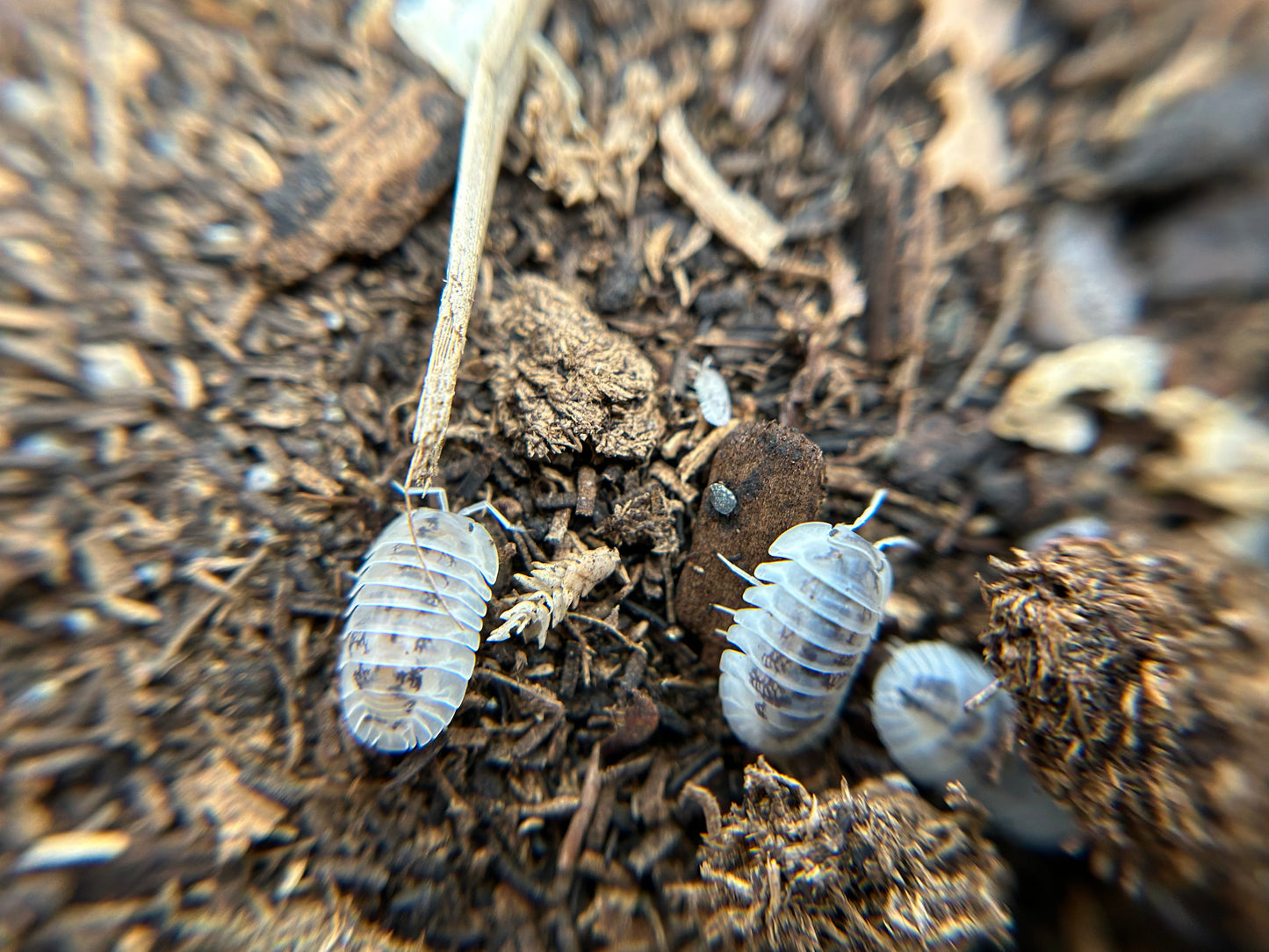 Nesodillo sp. Shiro Utsuri