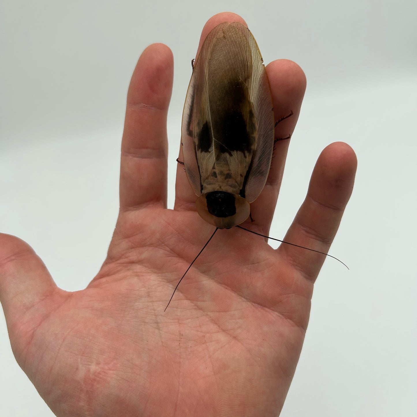 Giant cave roaches