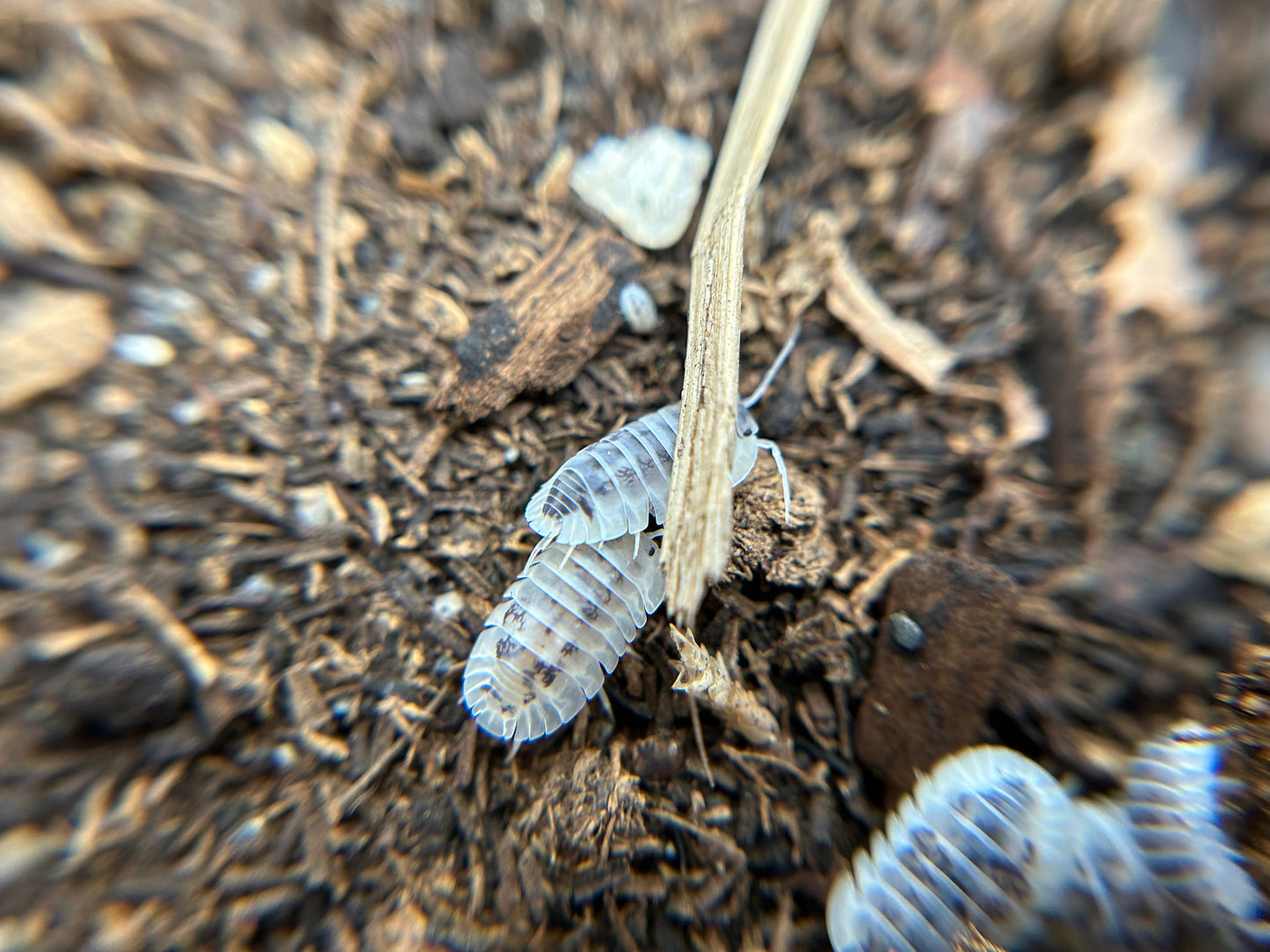 Nesodillo sp. Shiro Utsuri