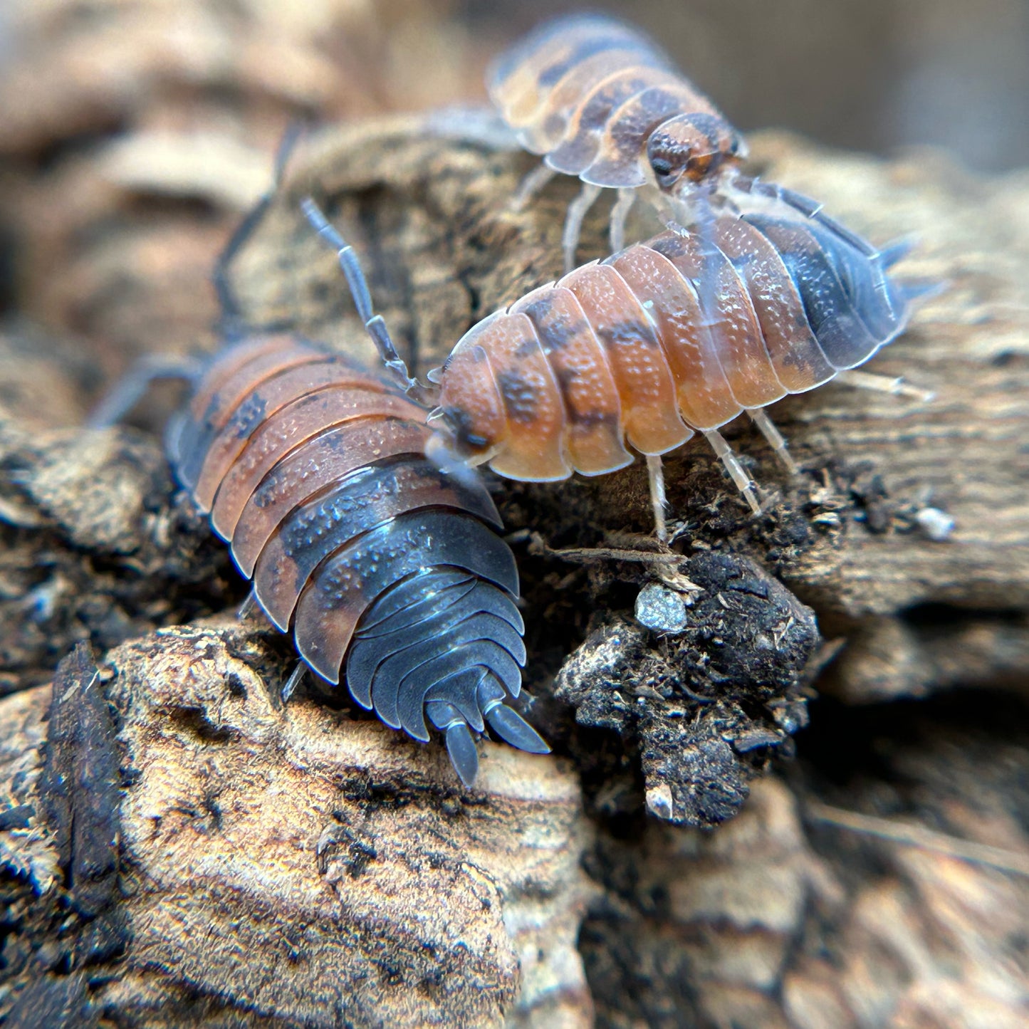 Porcellio scaber (lava)