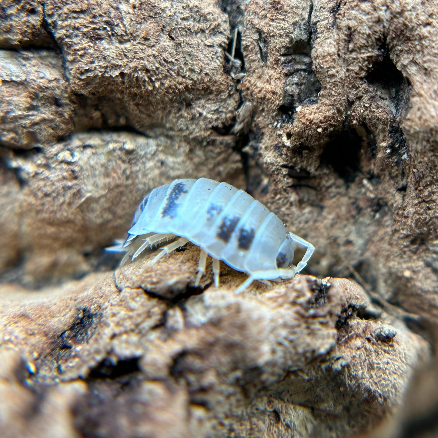 Porcellio laevis (dairy cow)