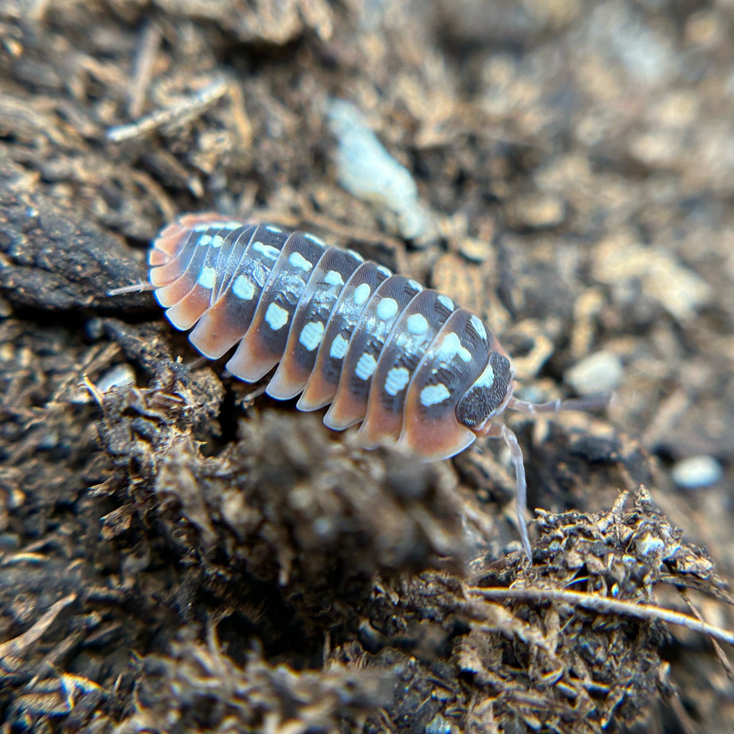 Armadillidium klugii (dubrovnik)