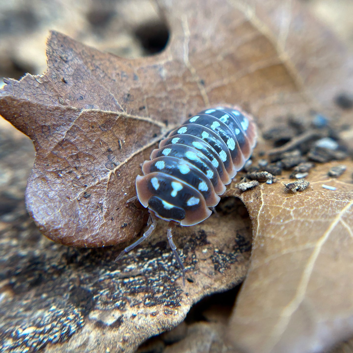 Armadillidium klugii (dubrovnik)