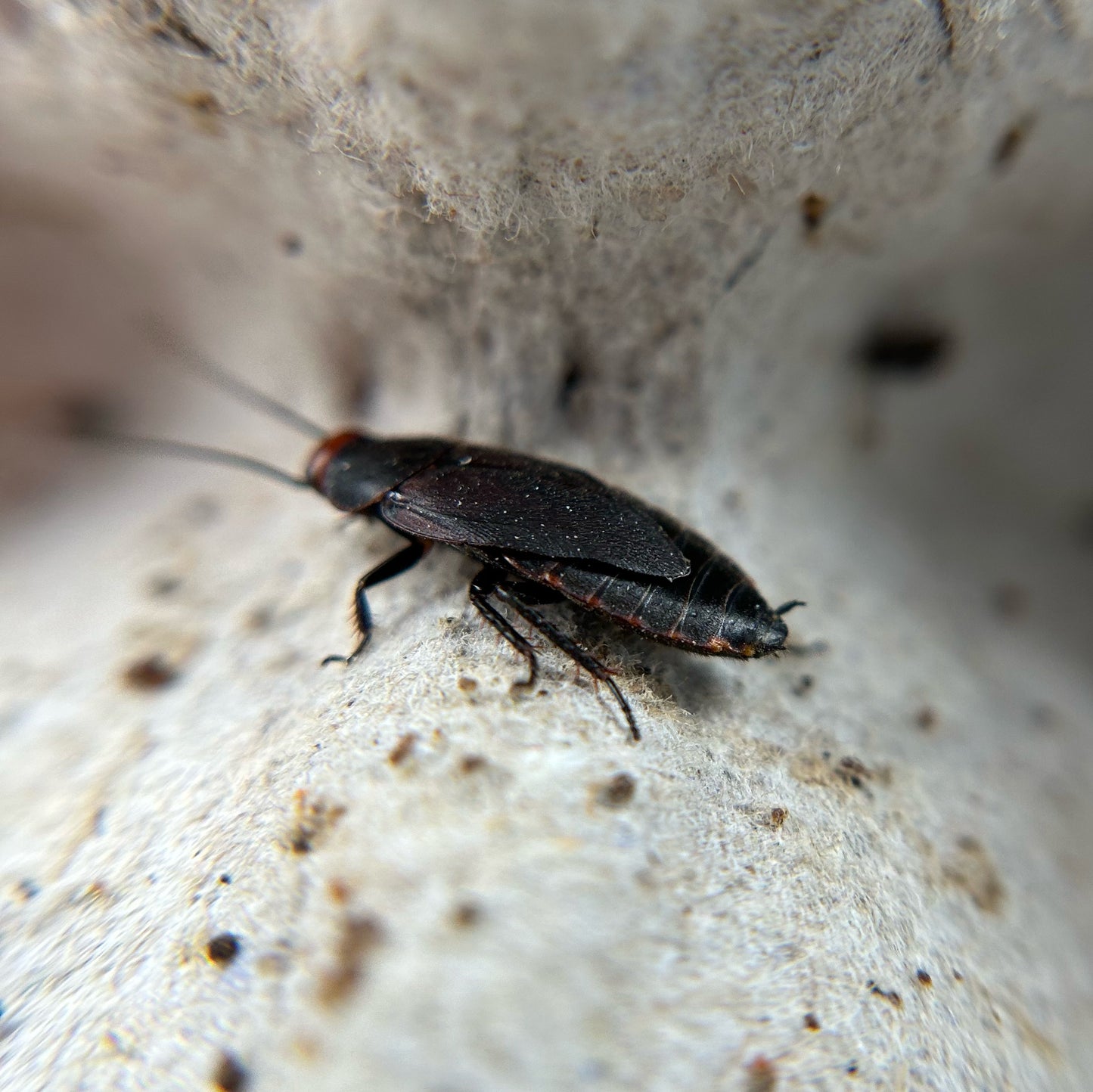 Red Head Roaches