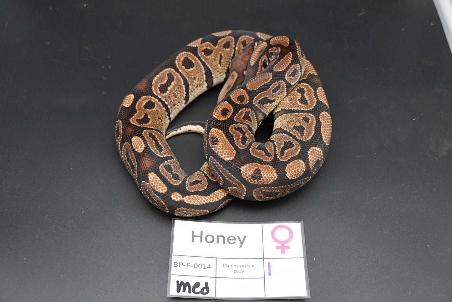 Female Proven Breeder Honey