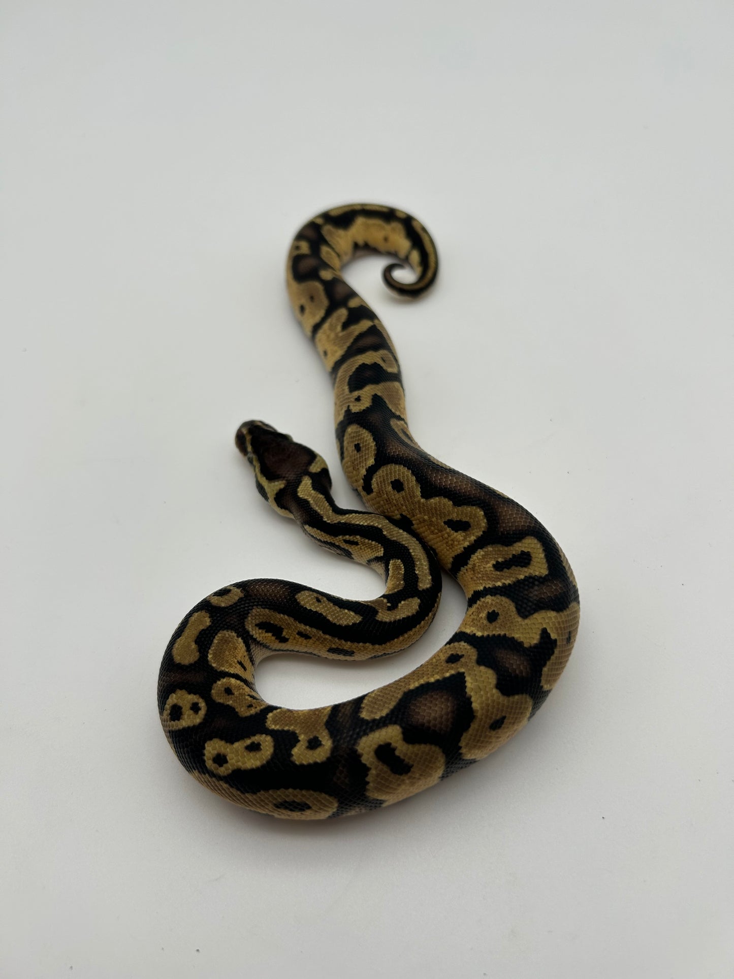 Male Pastel, Triple het VPI Axanthic Sunset Pied 23-15-4