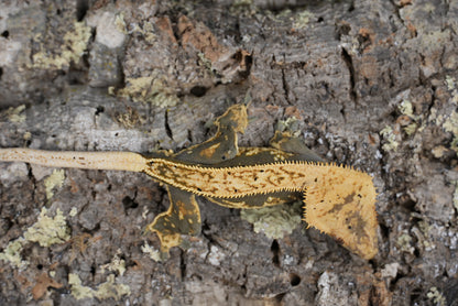 Wonton (proven male)