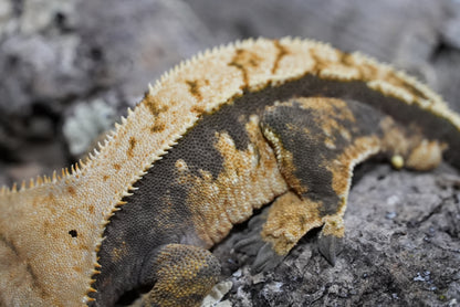 Harlequin Partial Pinstripe Crested Gecko (Adult Male)