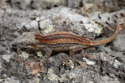 Bacon red stripe