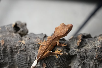 Crested gecko 25-4-1