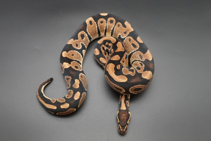 Female Het Sunset 23-8-3