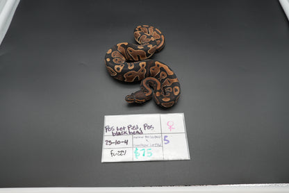 Female Possible Black Head Het Pied 23-10-4
