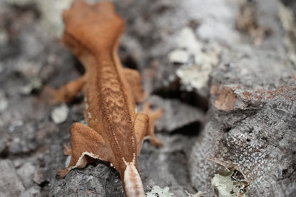 Red porthole crested gecko