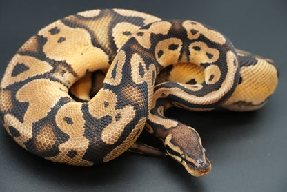 1.1 Possible Mandarin Het Sunset Pair