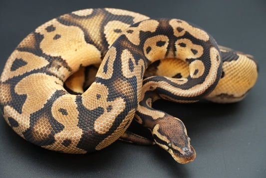 Male Pastel, Het Sunset VPI Pied 23-15-1