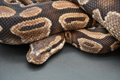 Female Possible Leopard Proven Breeder 0005